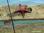 starfish